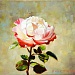 Солнечная роза		30*40	Холст, масло, багет, 2017	цветы	11 000р